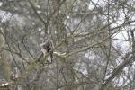 Bussard im Siebentischwald