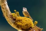 Rufus Collared Sparrow