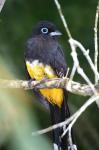 Trogon