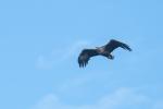 Seeadler 2