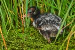 Teichhuhn Teilleuzist