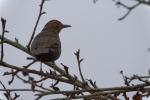 Amsel