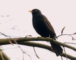 Amsel