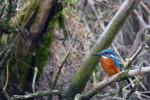 Eisvogel zweite Bearbeitung