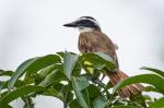 Kiskadee