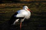 Storch