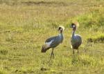 Kronenkraniche im Amboseli NP