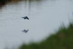 Eisvogel im Flug