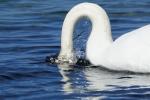 Schwan mit Wasserring