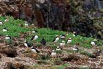 Puffins