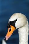 Schwan III