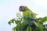 Großer Soldatenara in Costa Rica