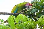 Großer Soldatenara in Costa Rica