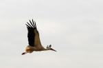 Storch I