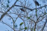 Großer Soldatenara in Costa Rica