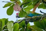 Großer Soldatenara in Costa Rica