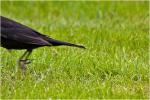 flinke Amsel