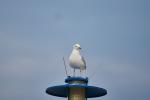 Möwe auf dem Aussichtsturm