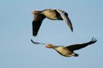 Gänse im Flug