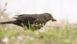 Amsel