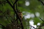 Carolina Wren im Wald