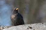 Amsel