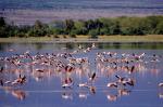 Flamingos im Amboseli
