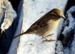 Sperling am Vogelhäuschen