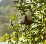 startende Amsel