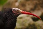 hornbill?