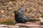 Amsel 1