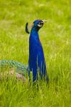 Pfau im Grass