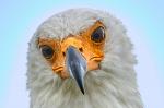 Schreiseeadler