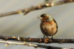 Buchfink (Männchen)- Fringilla coelebs - II