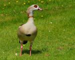 Nilgans