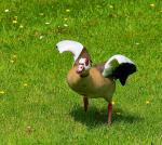 Nilgans