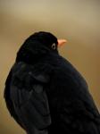 Amsel