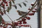 Wacholderdrossel ( Turdus pilaris )