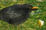 Amsel