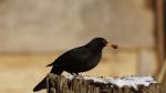 Amsel 2