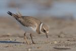 plover 1