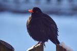 Amsel