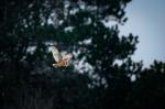 Schleiereule im Flug