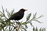 Amsel