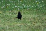 Amsel