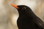 Amsel 1