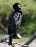 Kormoran