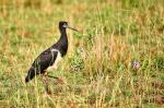 Abdim Storch