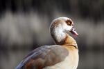 Nilgans