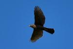 Bussard 1